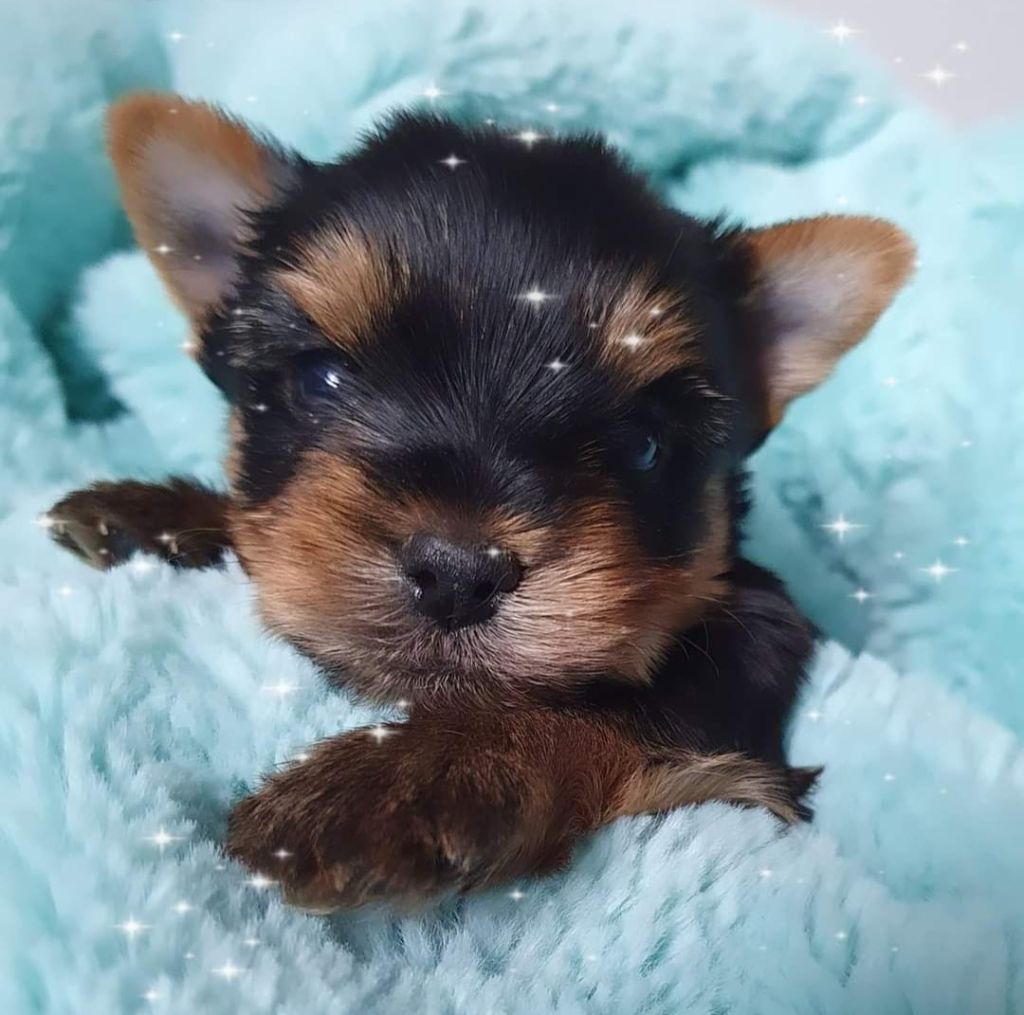 Blue Diamond Doll's - Chiot disponible  - Yorkshire Terrier