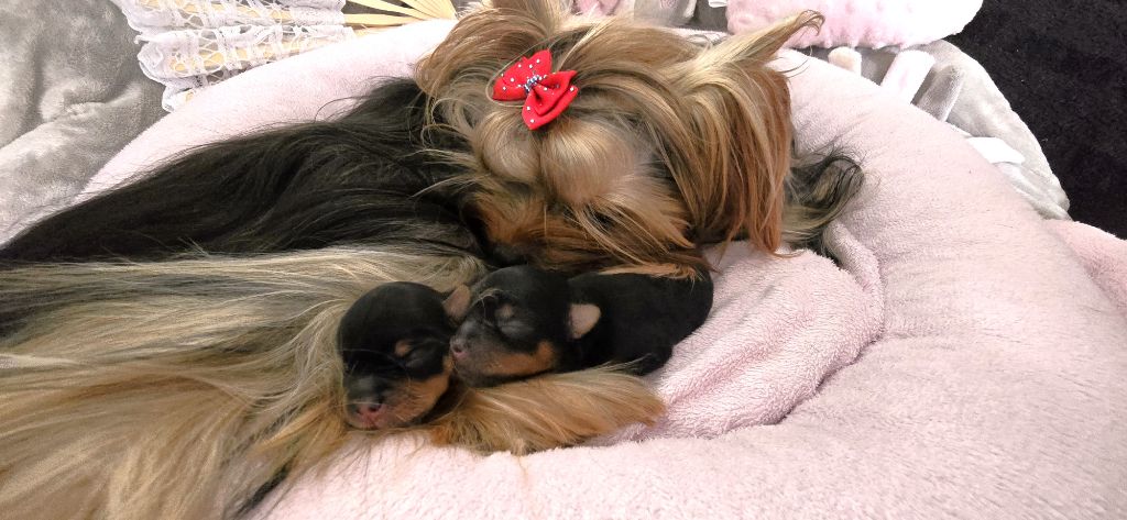 chiot Yorkshire Terrier Blue Diamond Doll's