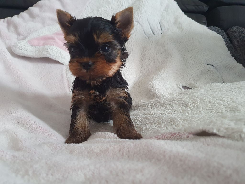 Blue Diamond Doll's - Chiot disponible  - Yorkshire Terrier
