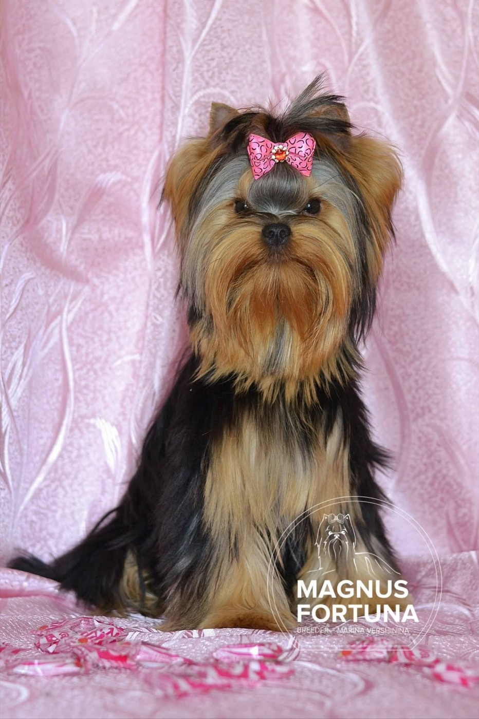 magnus fortuna KENDY