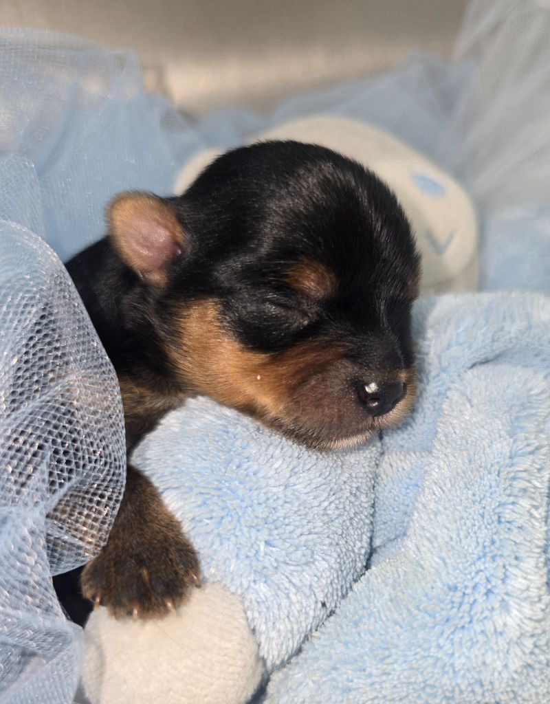 Blue Diamond Doll's - Chiots disponibles - Yorkshire Terrier