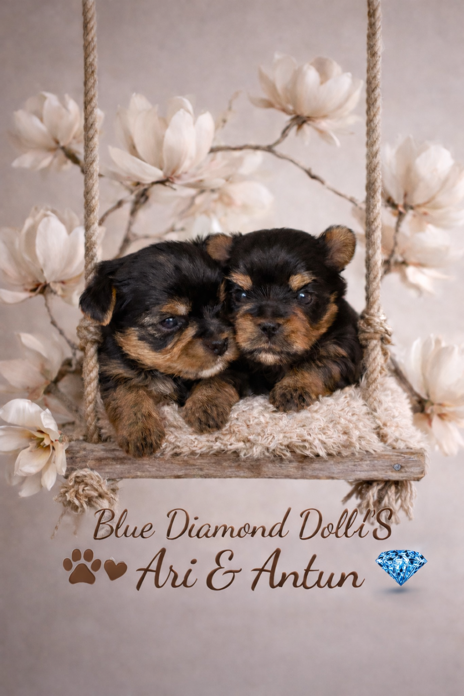 Blue Diamond Doll's - Chiots disponibles - Yorkshire Terrier