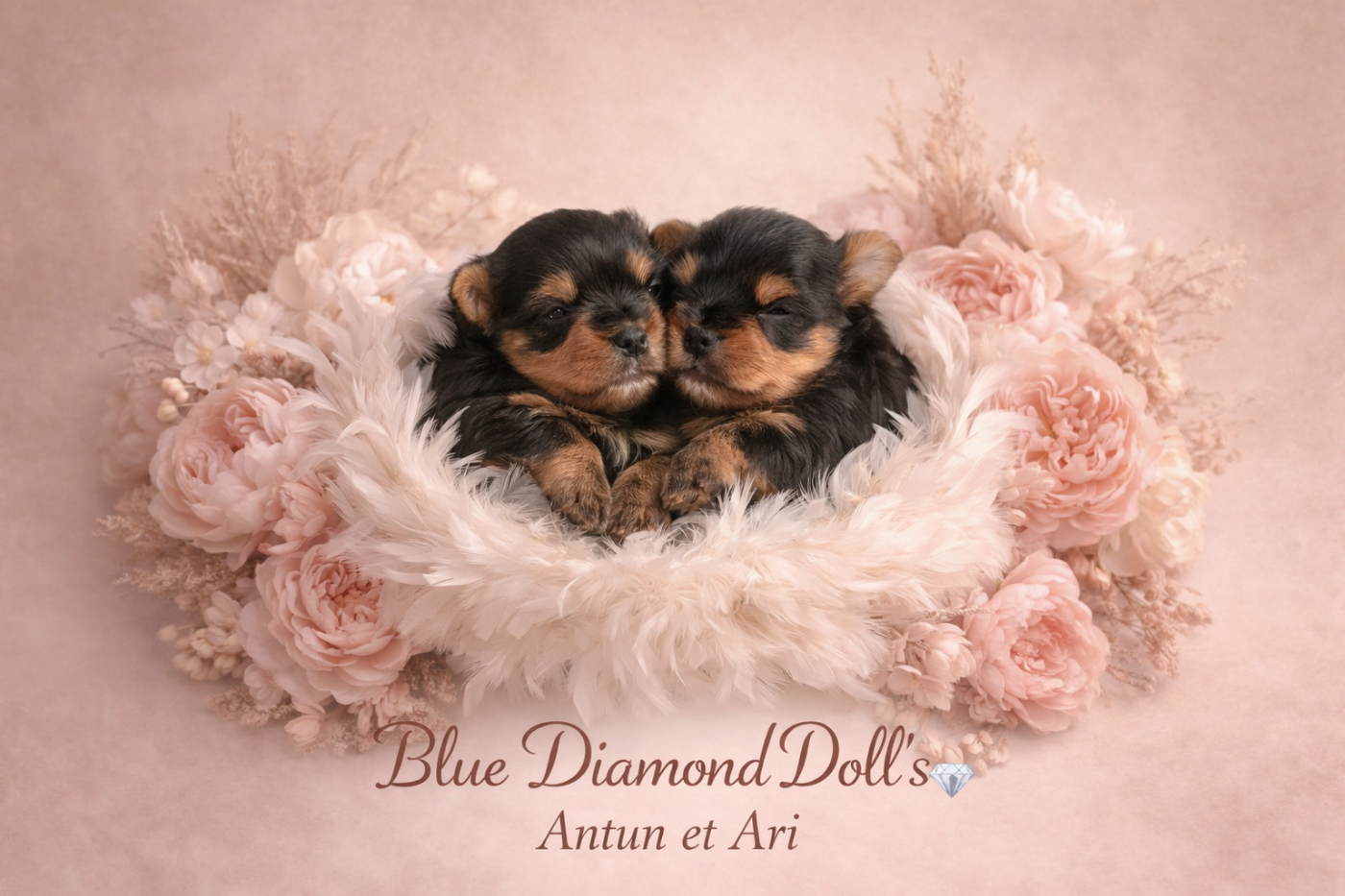 Blue Diamond Doll's - Chiots disponibles - Yorkshire Terrier