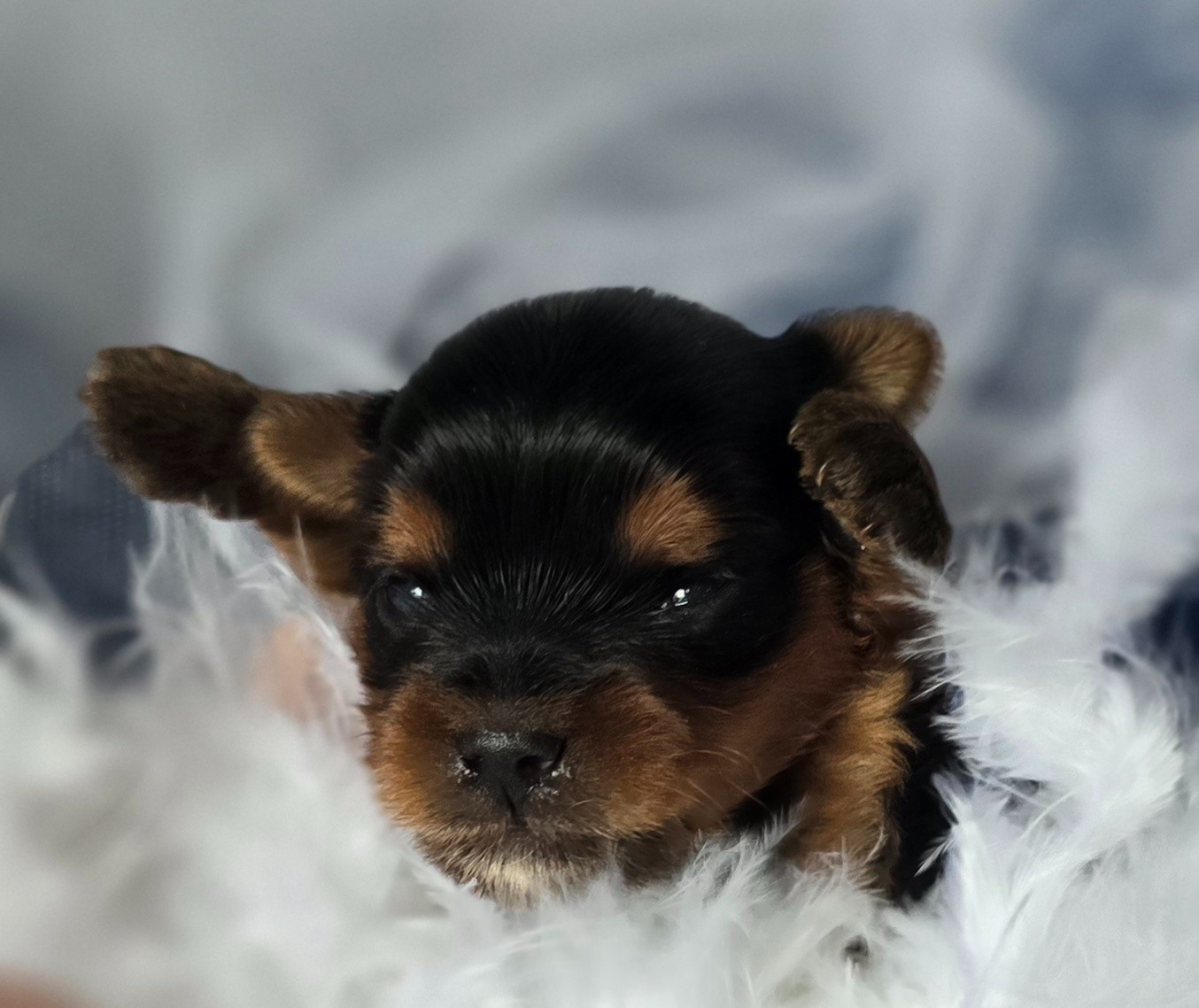Blue Diamond Doll's - Chiots disponibles - Yorkshire Terrier