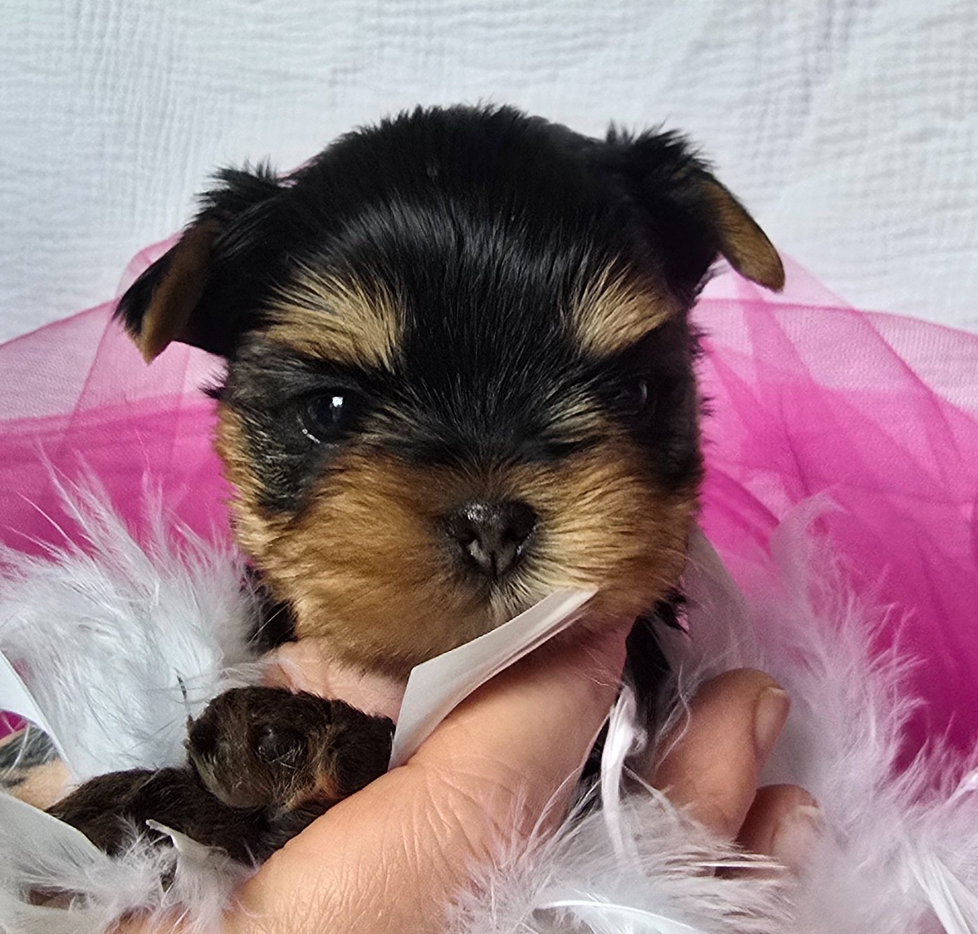 Blue Diamond Doll's - Chiots disponibles - Yorkshire Terrier