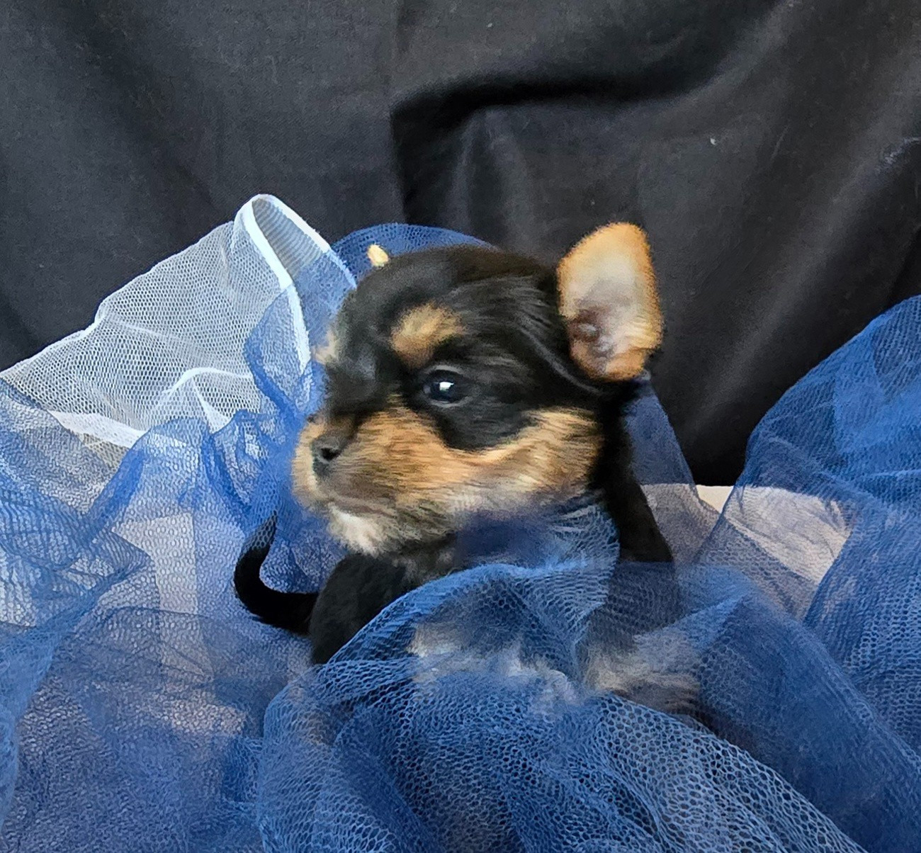 Blue Diamond Doll's - Chiots disponibles - Yorkshire Terrier