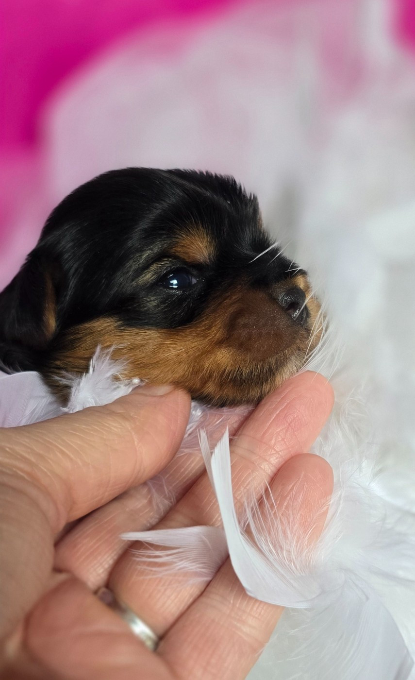 Blue Diamond Doll's - Yorkshire Terrier - Portée née le 18/01/2026