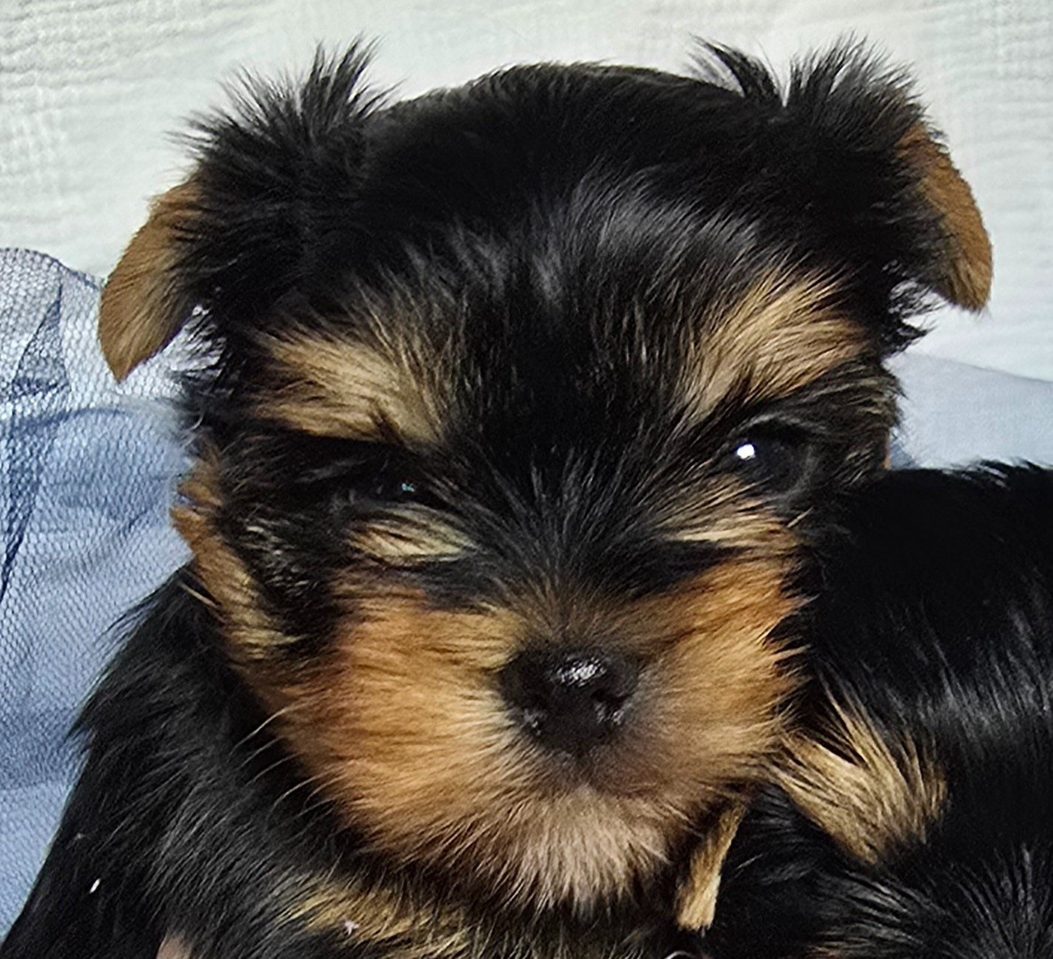 Blue Diamond Doll's - Chiots disponibles - Yorkshire Terrier