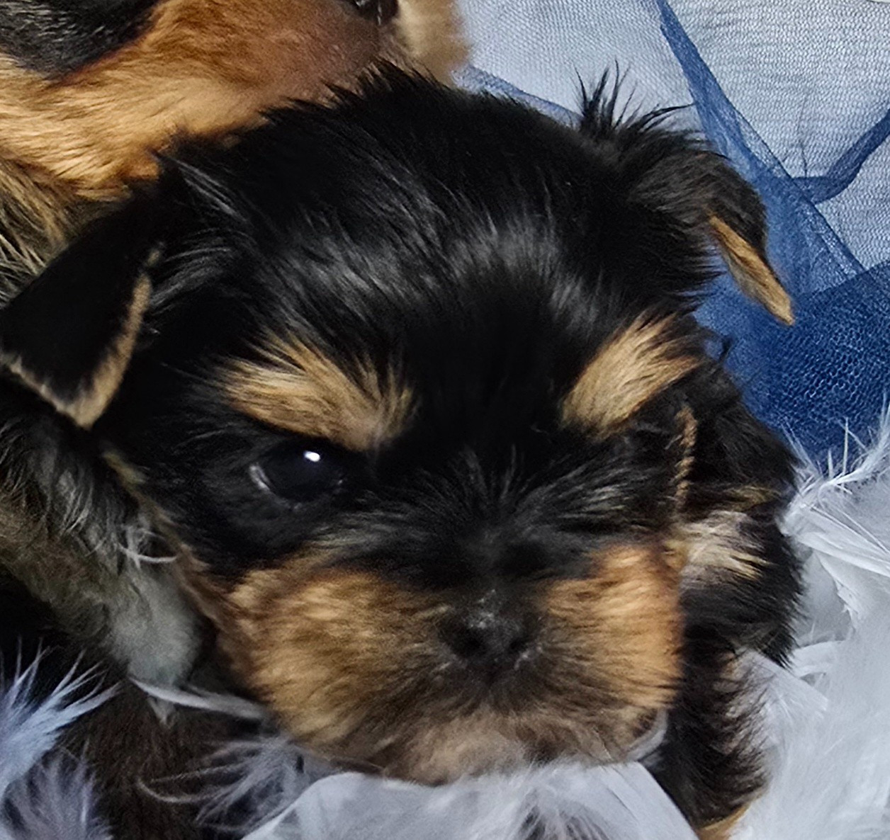 Blue Diamond Doll's - Chiots disponibles - Yorkshire Terrier