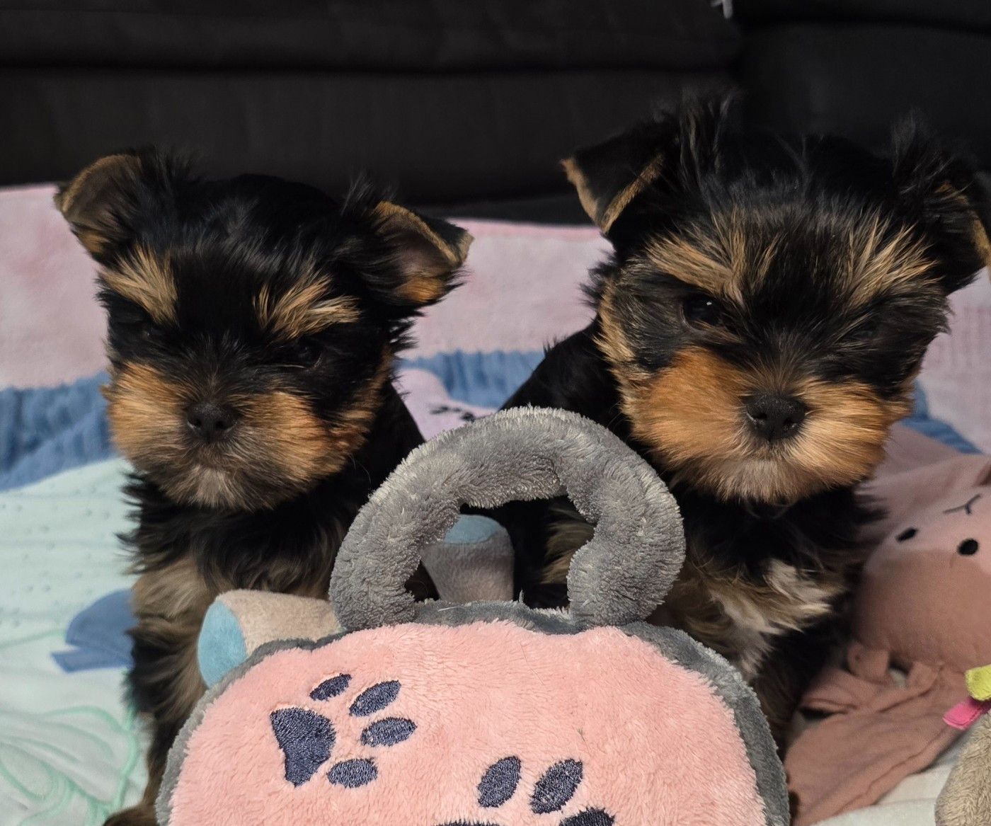 Blue Diamond Doll's - Yorkshire Terrier - Portée née le 31/12/2025