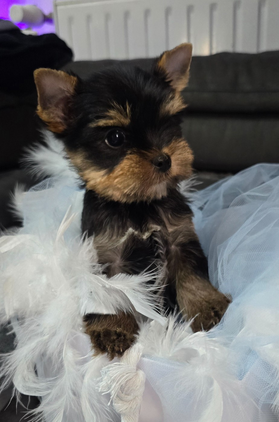 Blue Diamond Doll's - Yorkshire Terrier - Portée née le 28/12/2025