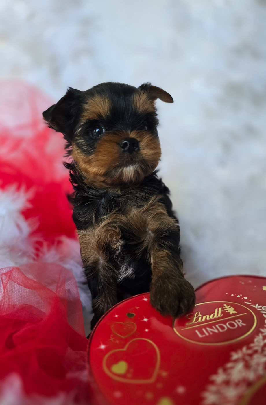 Blue Diamond Doll's - Chiots disponibles - Yorkshire Terrier