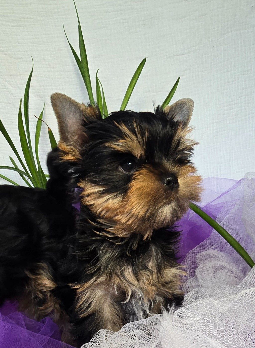 Blue Diamond Doll's - Chiots disponibles - Yorkshire Terrier