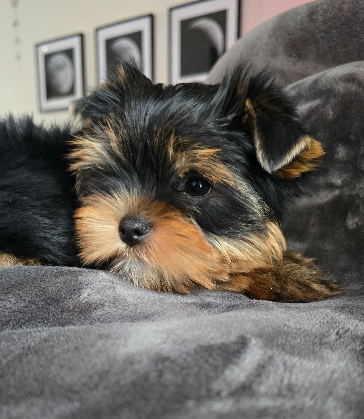Blue Diamond Doll's - Chiots disponibles - Yorkshire Terrier
