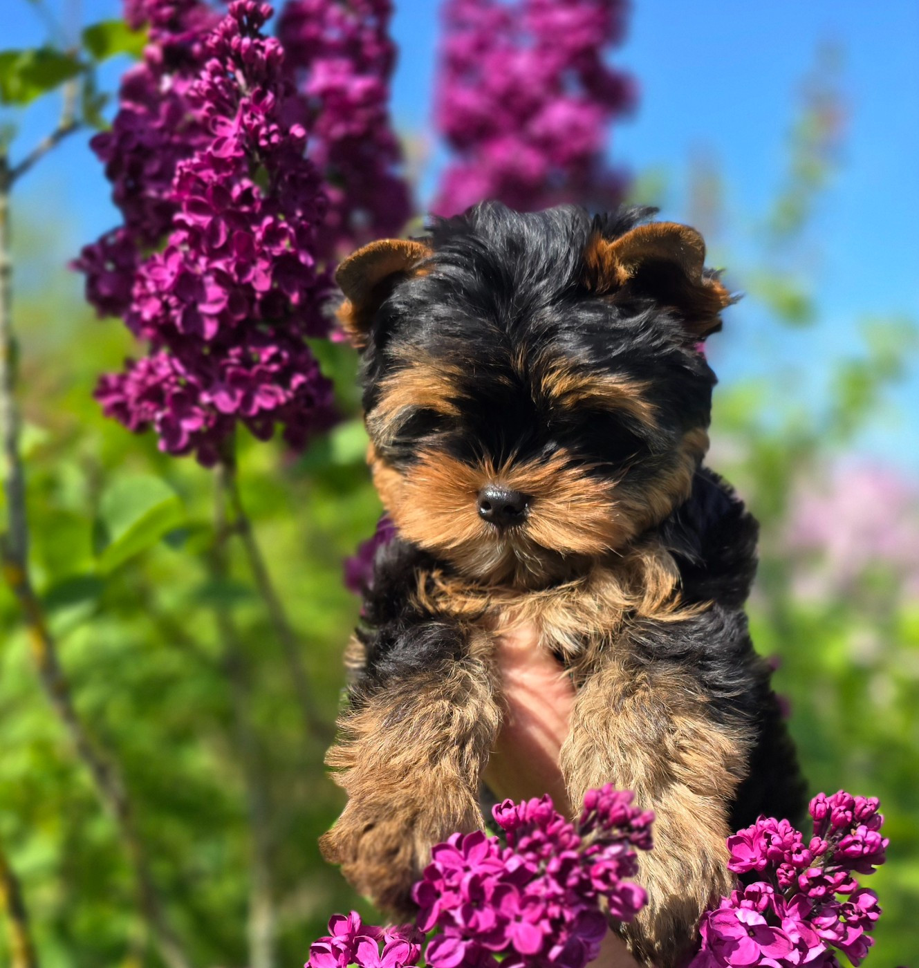 Blue Diamond Doll's - Chiots disponibles - Yorkshire Terrier