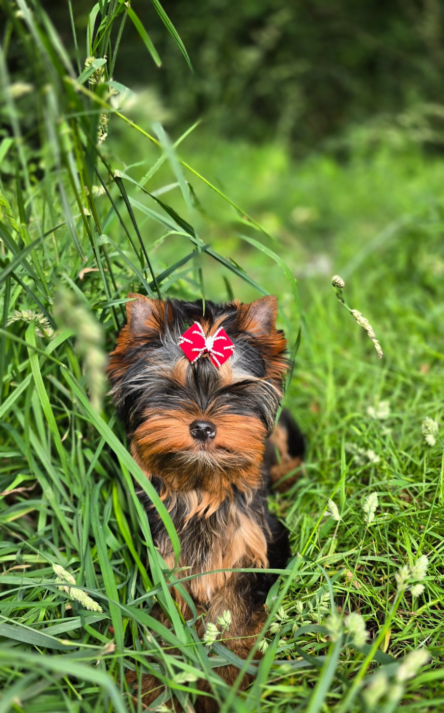 Blue Diamond Doll's - Chiots disponibles - Yorkshire Terrier