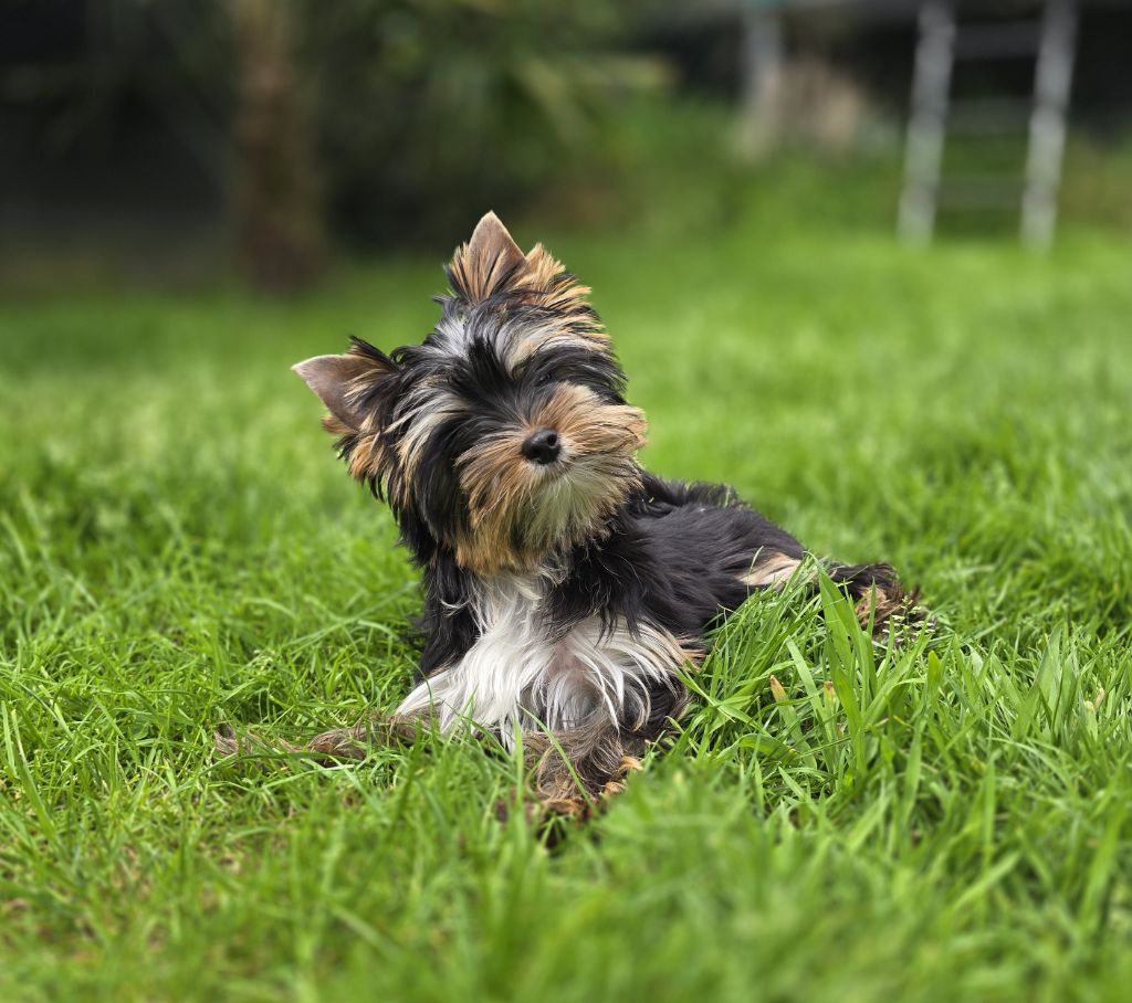 Blue Diamond Doll's - Chiots disponibles - Yorkshire Terrier